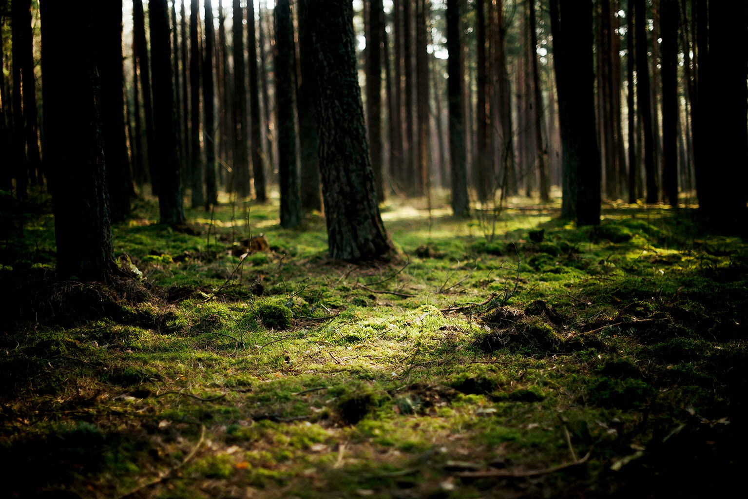 Sustainability-forest.jpg